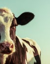 Holstein cow portrait Royalty Free Stock Photo