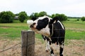 Holstein Cow Sniffing a Wine Glass of Milk Royalty Free Stock Photo