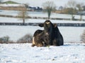 Holstein cow in snow Royalty Free Stock Photo