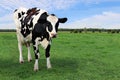 Holstein cow standing in the field looking at me Royalty Free Stock Photo