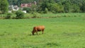 Holstein cow standing in a lush green grassy field in front of a rustic barn Royalty Free Stock Photo
