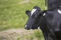 Holstein cow eating hay in a field of a dairy farm. Royalty Free Stock Photo