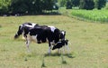 Holstein Cow stands with her newborn calf Royalty Free Stock Photo