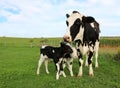 New Holstein mom standing with her newborn twin babies Royalty Free Stock Photo