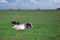 Holstein cow sunbathing Royalty Free Stock Photo