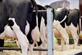 Holstein cow udders in a farm Royalty Free Stock Photo