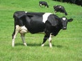 Holstein Cows