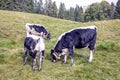 holstein cows in the Alsace region in france grasing at the meadow Royalty Free Stock Photo