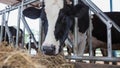 Holstein cows in the barn Royalty Free Stock Photo