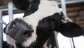 Holstein cows in the barn Royalty Free Stock Photo