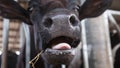 Holstein cows in the barn Royalty Free Stock Photo