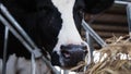 Holstein cows in the barn Royalty Free Stock Photo