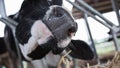 Holstein cows in the barn Royalty Free Stock Photo