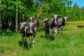 Holstein cows cattle in the meadow Royalty Free Stock Photo