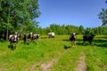 Holstein cows cattle in the meadow Royalty Free Stock Photo