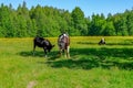 Holstein cows cattle in the meadow Royalty Free Stock Photo