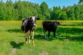 Holstein cows cattle in the meadow Royalty Free Stock Photo