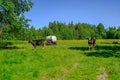 Holstein cows cattle in the meadow Royalty Free Stock Photo