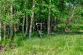 Holstein cows cattle in the meadow Royalty Free Stock Photo