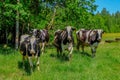 Holstein cows cattle in the meadow Royalty Free Stock Photo