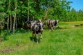 Holstein cows cattle in the meadow Royalty Free Stock Photo