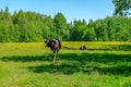 Holstein cows cattle in the meadow Royalty Free Stock Photo