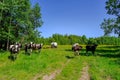 Holstein cows cattle in the meadow Royalty Free Stock Photo