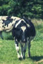 Holstein cows cattle in the meadow Royalty Free Stock Photo