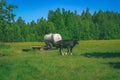 Holstein cows cattle in the meadow - vintage retro look