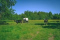 Holstein cows cattle in the meadow - vintage retro look