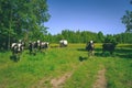 Holstein cows cattle in the meadow - vintage retro look