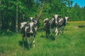 Holstein cows cattle in the meadow - vintage retro look