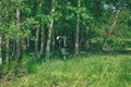 Holstein cows cattle in the meadow - vintage retro look