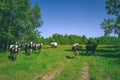 Holstein cows cattle in the meadow - vintage retro look