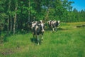 Holstein cows cattle in the meadow - vintage retro look