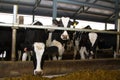 Holstein cows