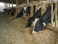 Holstein Cows Eating in a Cowshed Royalty Free Stock Photo