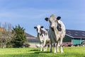 Holstein cows at a farm in Gaasterland
