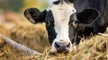 Holstein Cows Feeding in a Dairy Farm Barn Royalty Free Stock Photo