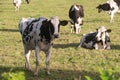 Holstein cows in a field in Brittany Royalty Free Stock Photo