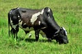 The beautiful Holstein cow and the Bubulcus bird in the grass