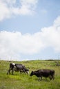 Holstein cows grazing Royalty Free Stock Photo