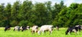 Holstein Cows grazing on a green meadow Royalty Free Stock Photo