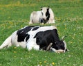 Holstein cows having rest Royalty Free Stock Photo