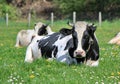 Holstein cows having rest Royalty Free Stock Photo