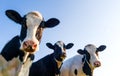 Holstein cows over blue sky Royalty Free Stock Photo