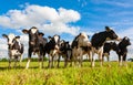 Holstein cows in the pasture Royalty Free Stock Photo