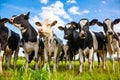 Holstein cows in the pasture Royalty Free Stock Photo