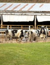 A group of cows on a farm in autumn Royalty Free Stock Photo