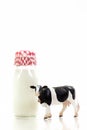 Holstein Dairy Cow Bottle of Milk 2 Royalty Free Stock Photo